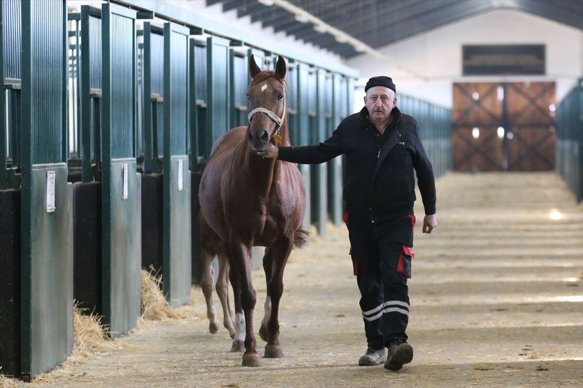 TİGEM’de 120 Safkan Arap Tayı satışa çıkacak 15